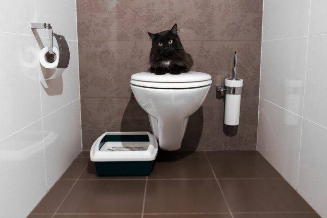 Как часто должна кошка ходить в туалет при сухом корме | my darling cats