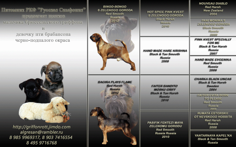 Пти-брабансон (пти брабансн или брабантский гриффон): фото и описание породы