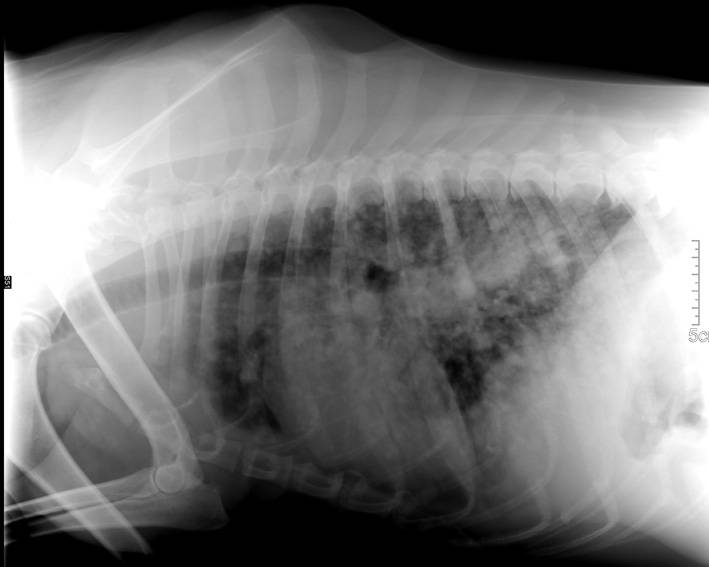 Туберкулез у кошек: симптомы, терапия и риск передачи владельцу