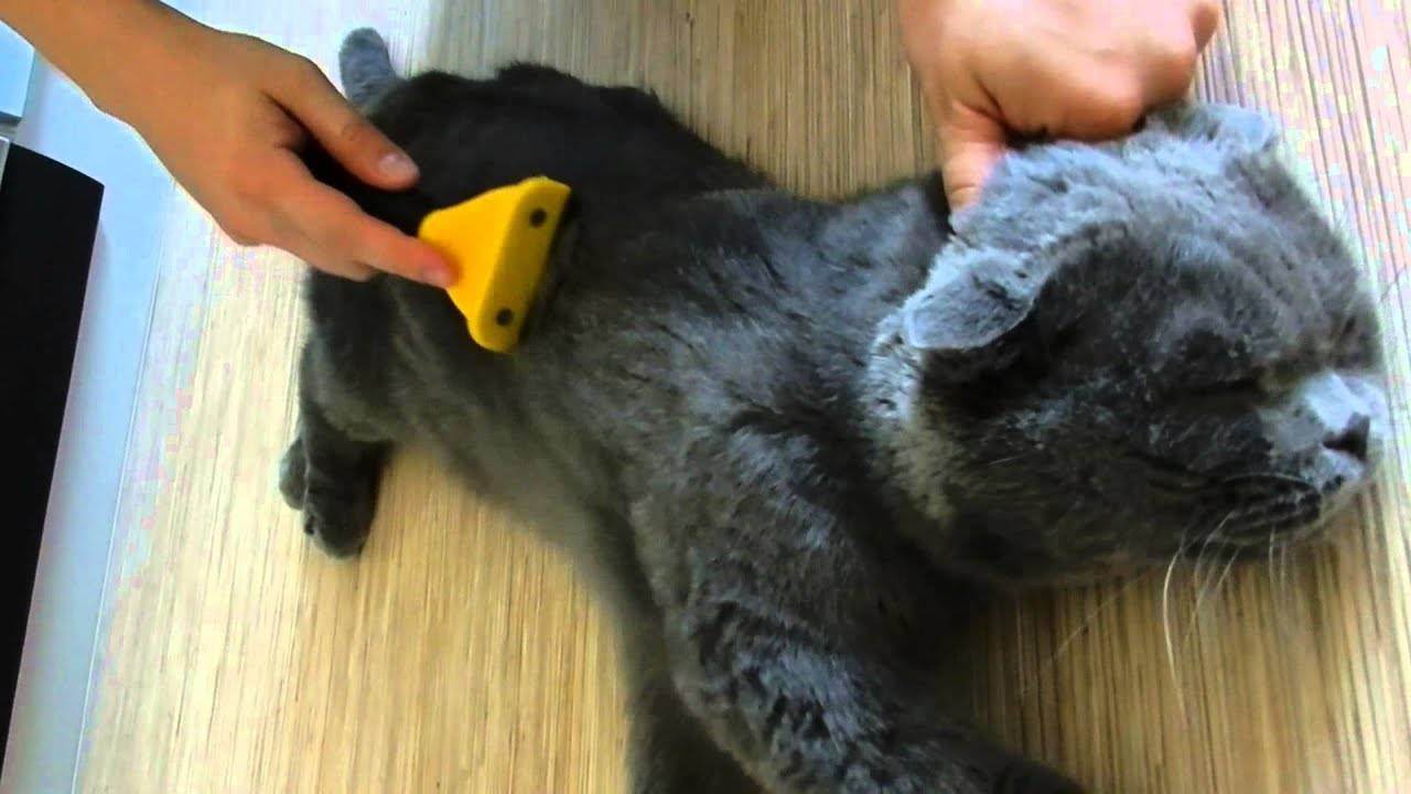 Советы по правильному использованию фурминатора для кошек