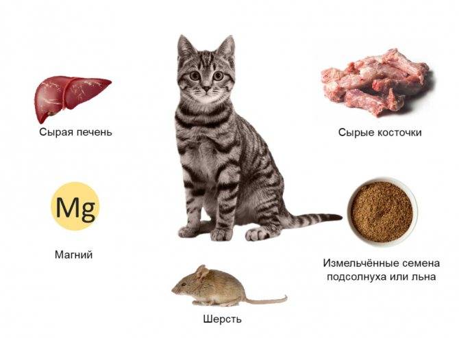 Болезни кошек: основные симптомы и лечение, отказ от еды