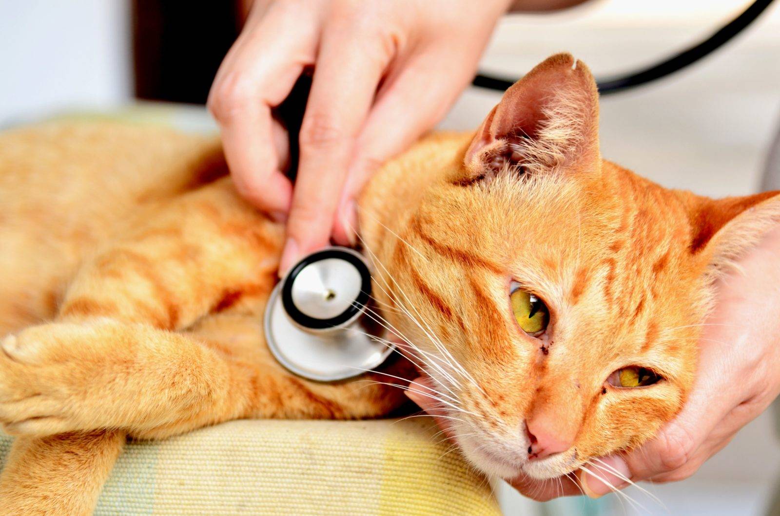 Воспаление уха у кошки: причины и методы лечения