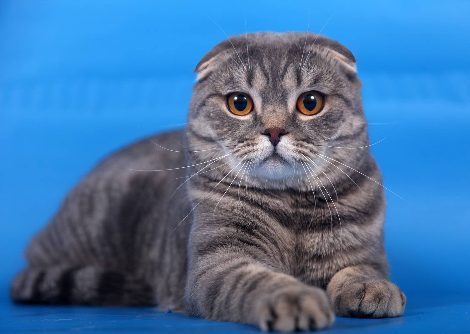 Порода кошек бургундская фото