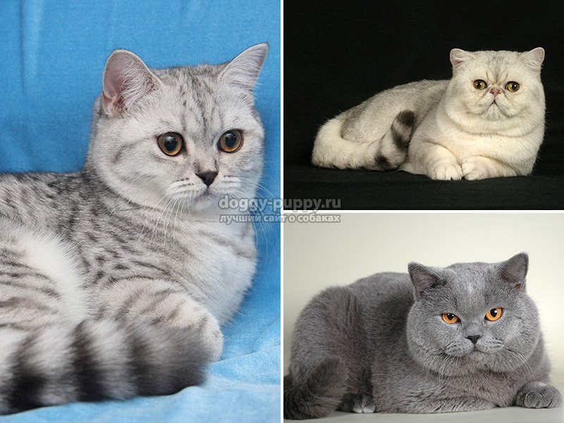 Окрасы британских кошек: таблица с фото