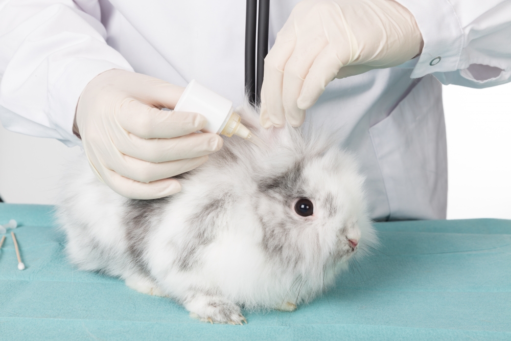 Болезни ушей у кроликов: чем и как лечить коросты, серу, болячки, симптомы