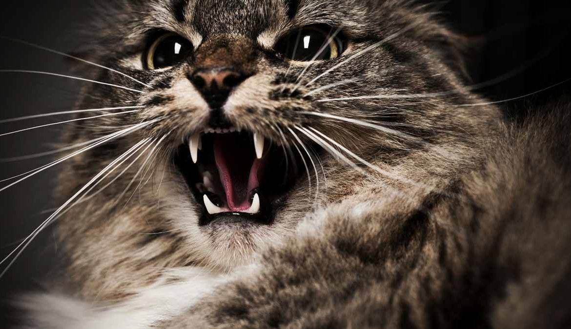 Странное поведение кошек — почему они шипят