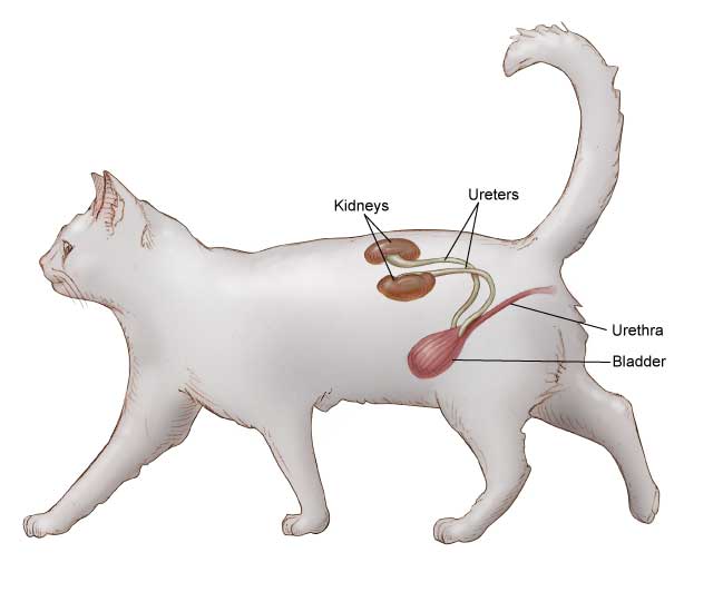 Ушиб почек у кошек симптомы. у кота отказывают почки — что делать? что вызывает заболевания почек у кошек