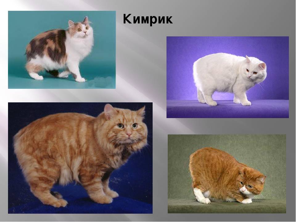 Кимрик (уэльская кошка)