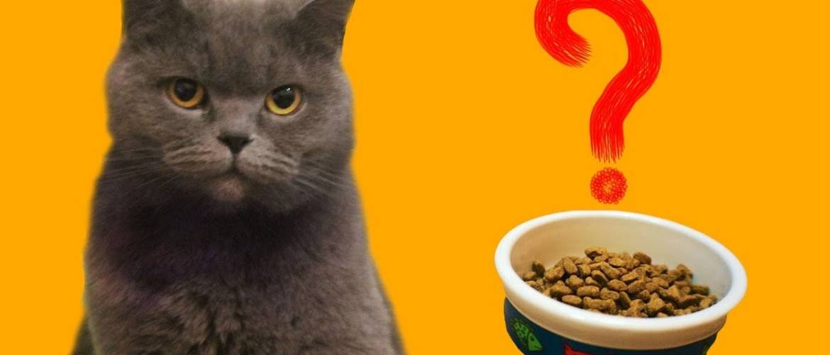 Как повысить аппетит у кошки: причины отсутствия аппетита