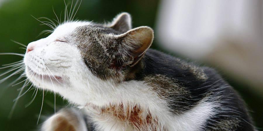 Перхоть у кошек и котов — причины и лечение