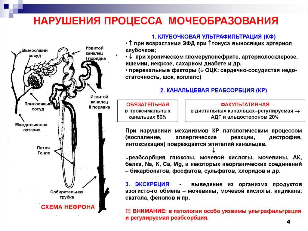 Спасаем кошку от жары: особенности терморегуляции и помощь при перегревании