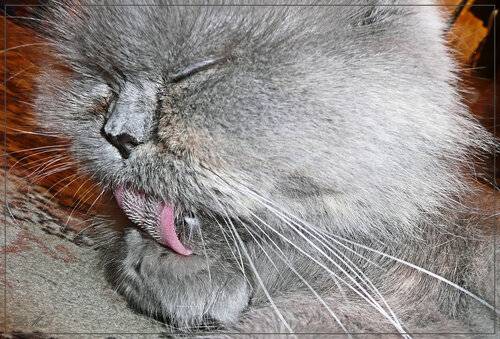Причины высунутого языка у кошки и сопутствующие заболеваниям симптомы