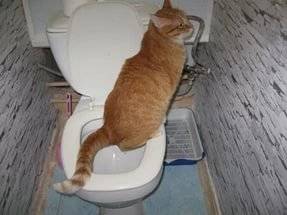 Что делать, если кот ходит в туалет по маленькому с кровью? - zhivomag