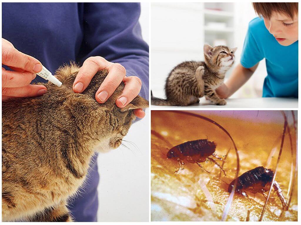 Глисты у кошек: симптомы и лечение в домашних условиях