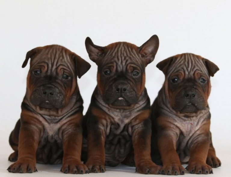 Чунцин (китайский бульдог) — фото, описание породы, особенности собаки
