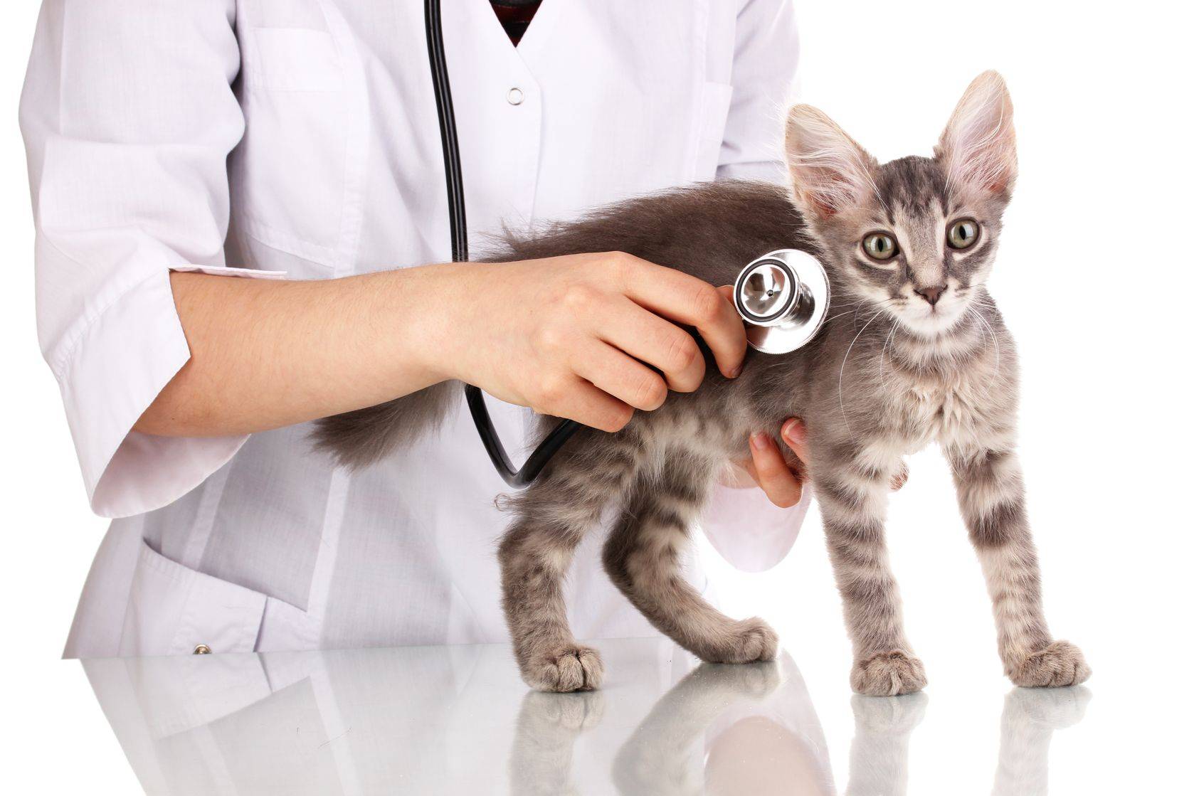 Обследование кошек. Котенок у ветеринара. Кошка доктор. Ветеринар с кошкой. Кошка в ветеринарке.