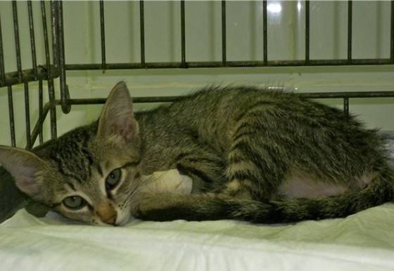 Кошачий парвовирус: инфекция, симптомы и лечение — сайт эксперта по животным
