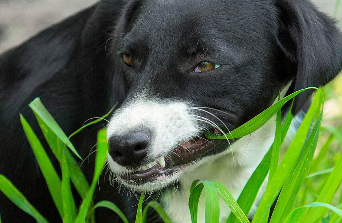 Собака ест траву на улице: какая причина