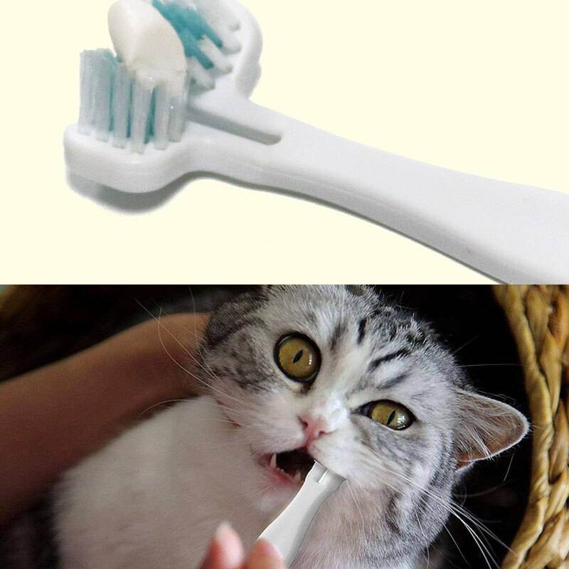 Как коту почистить зубы в домашних условиях, нужно ли чистить котенку зубы, камни на зубах у кошек