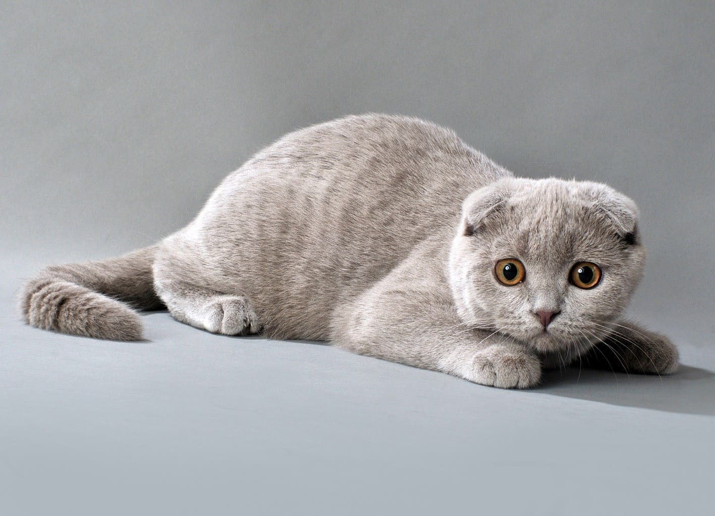 Голубые вислоухие британцы — как эти коты и кошки выглядят на фото?
