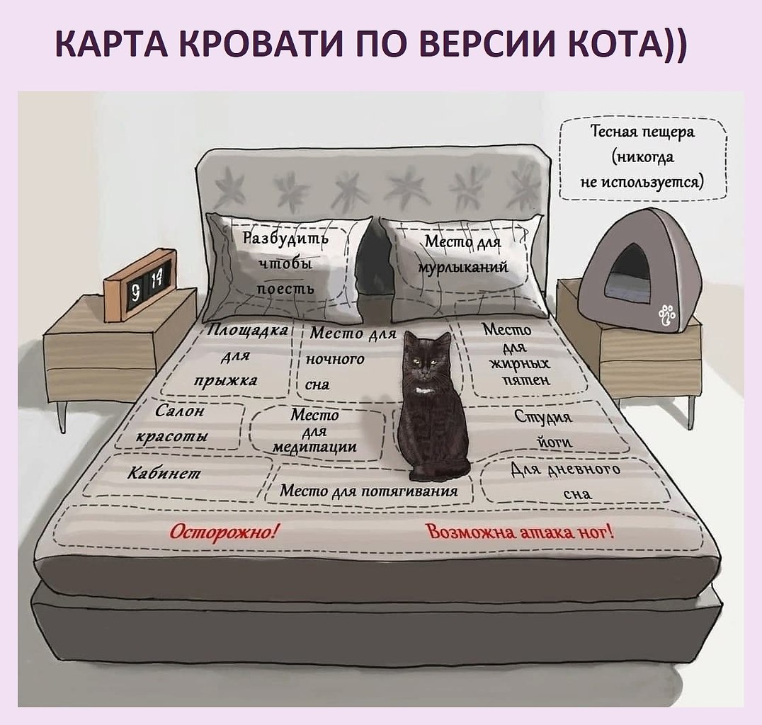 кошка гадит под кровать