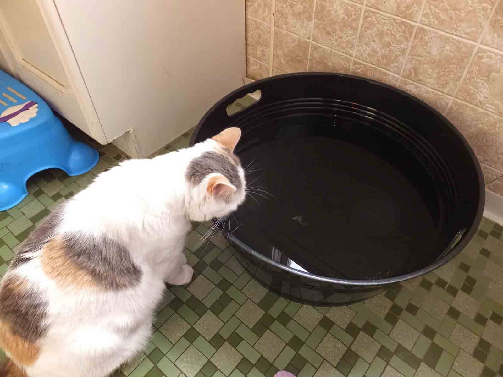 Сколько и какой воды пьют кошки.