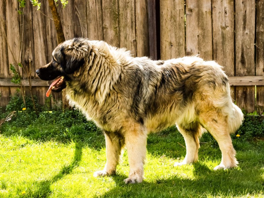 Богемская овчарка: описание чешской собаки, стандарт, уход (фото)