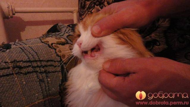 Опухла щека у кошки: самые распространенные причины