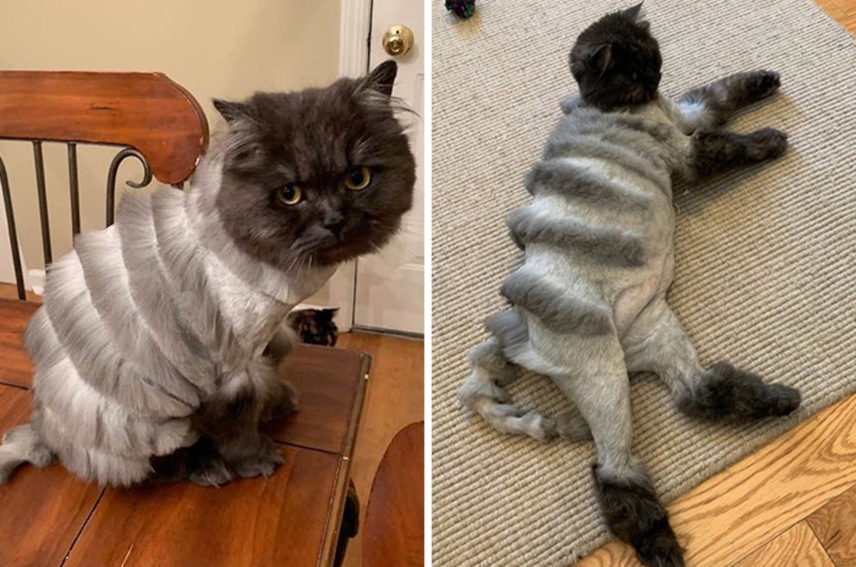 Как подстричь шерсть коту в домашних условиях