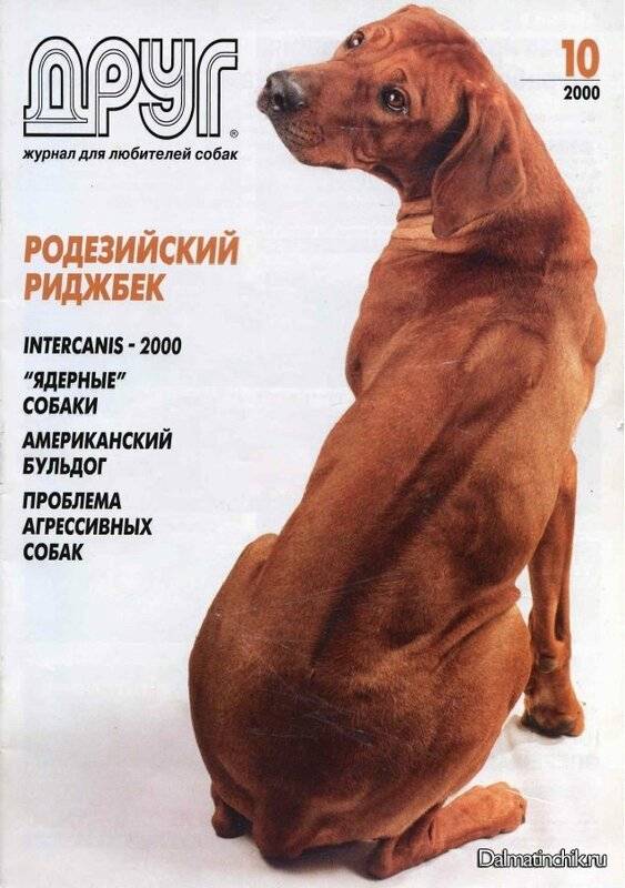 Родезийский риджбек: характеристика породы, стандарт, фото | все о собаках