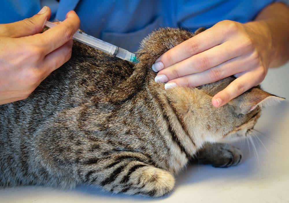 Как лечить обезвоживание у кошки