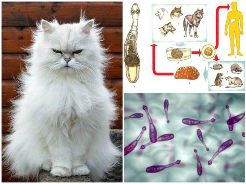 Глисты у кошек: 135 фото основных признаков и методы лечения болезни