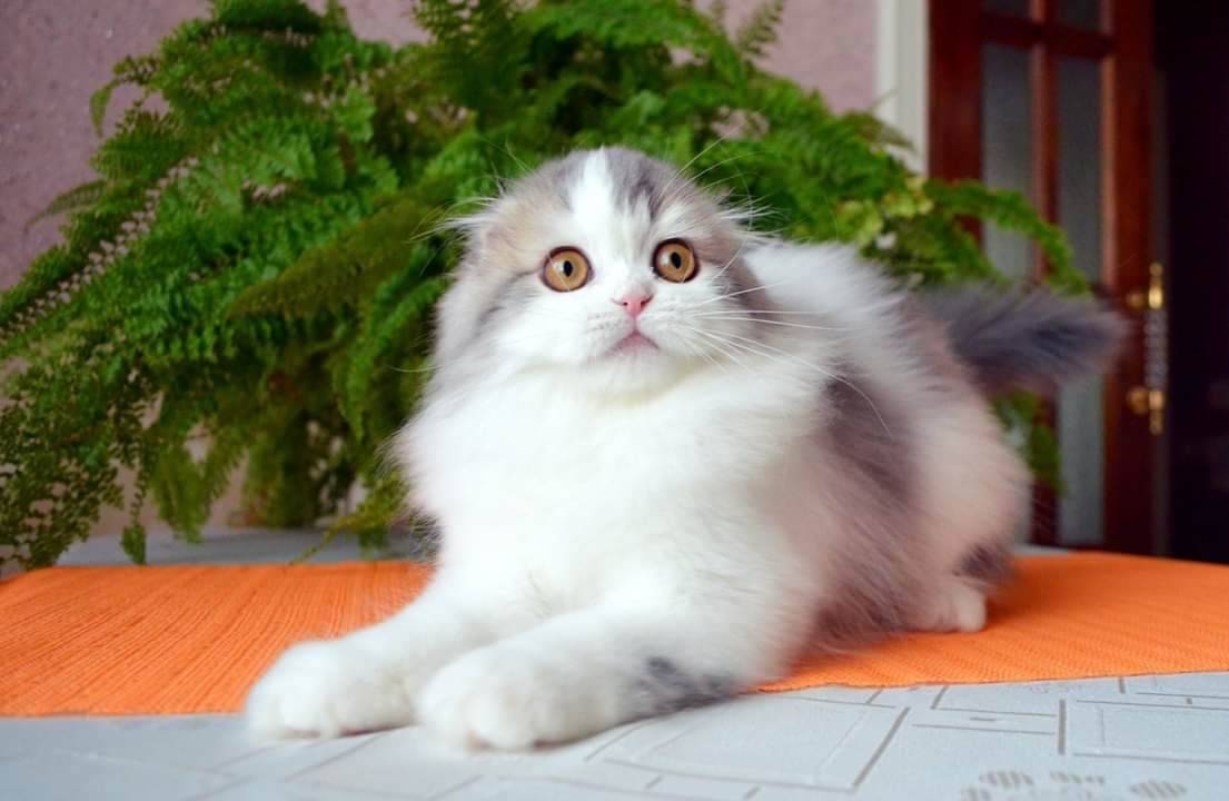 ᐉ хайленд фолд - описание пород котов - ➡ motildazoo.ru