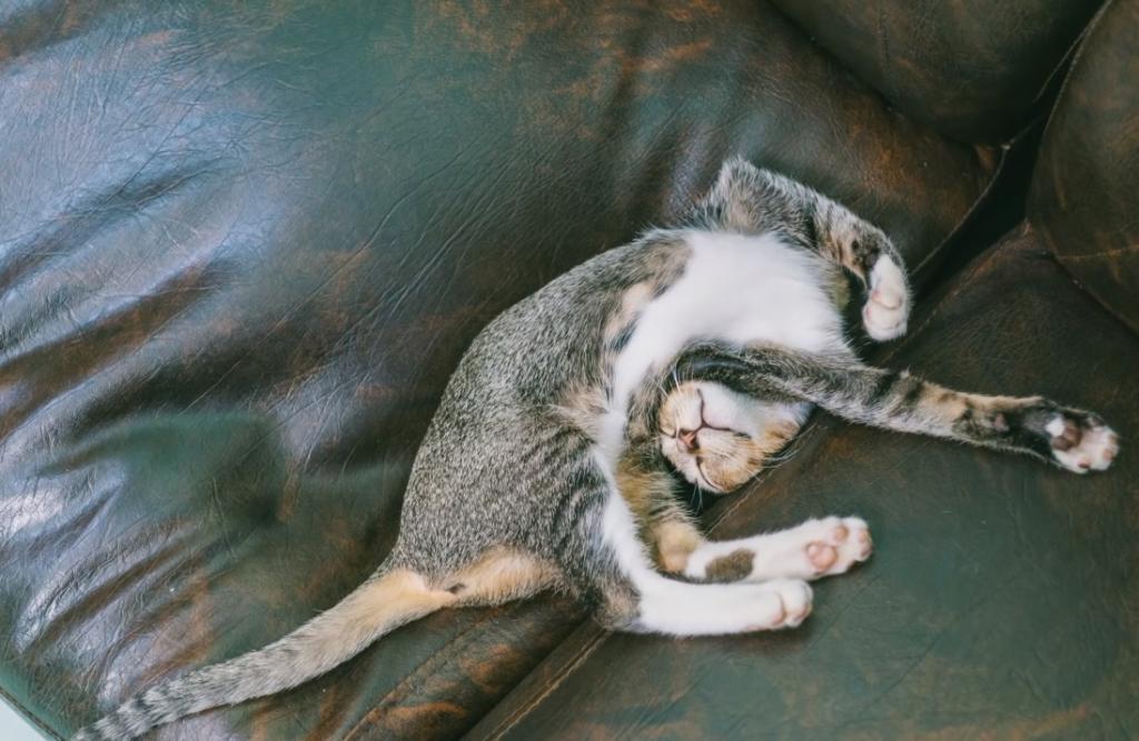 Как кошка спит: что означает поза для сна