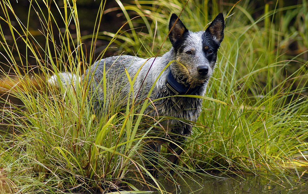 Особенности австралийской пастушьей собаки: стандарт хилеров и другое