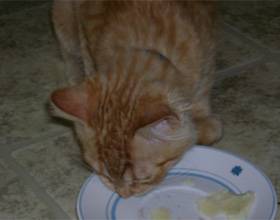 Какие овощи едят кошки: полезны сырые или подваривать, можно ли давать коту варёные овощи, если кормить сухим кормом — какие дают?