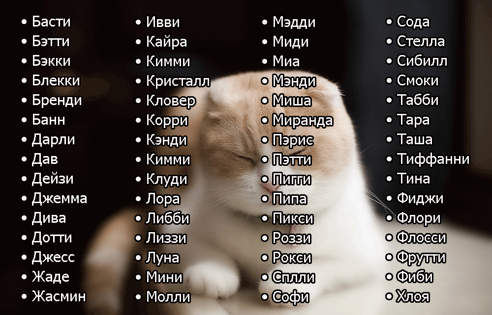 Японские клички | имена для кошек со значением | тайна имени