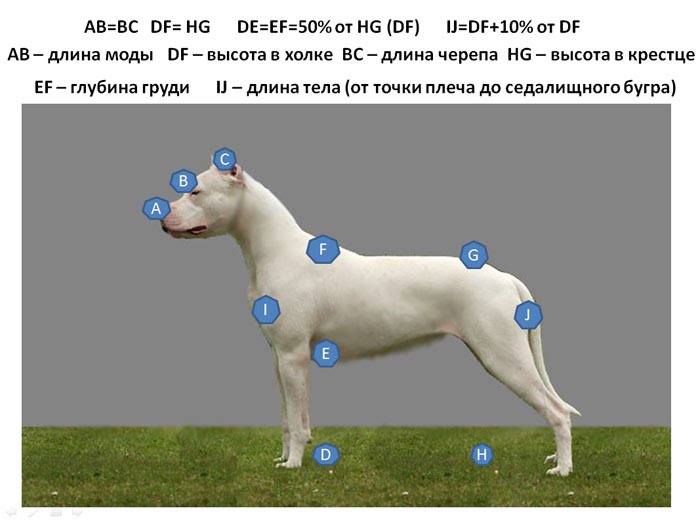 Как измерить рост собаки в холке
