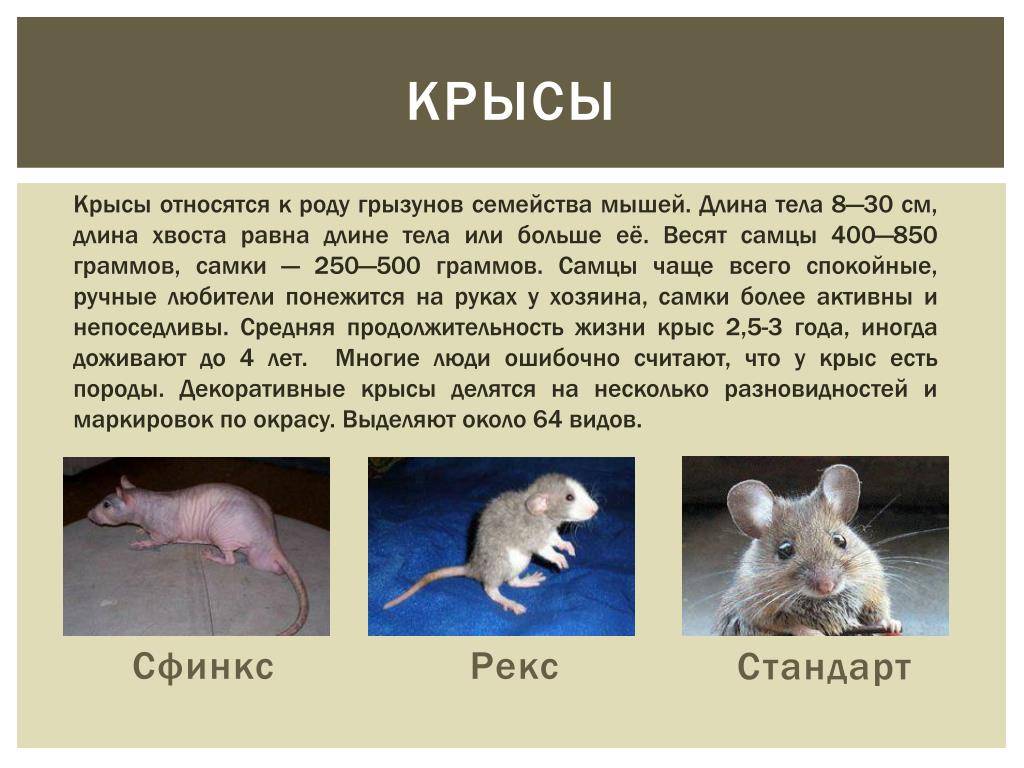 Что едят мыши в природе и в доме? кто их естественные враги?