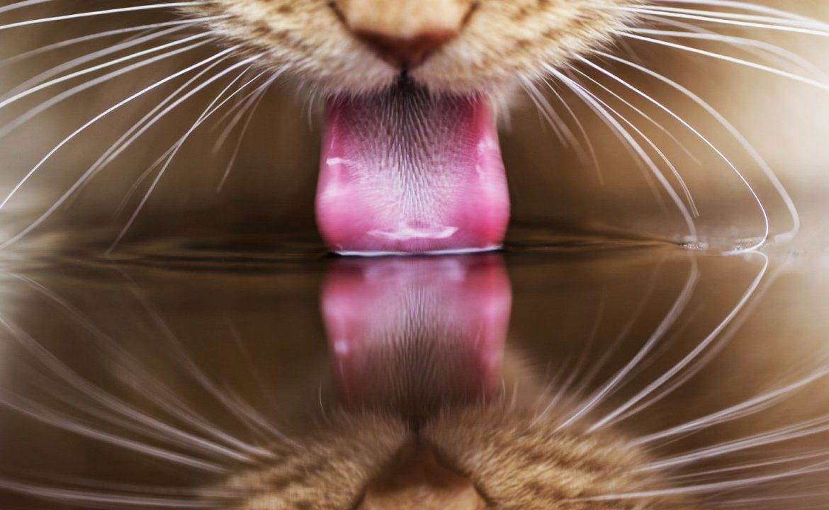 Кот пъёт только из под крана