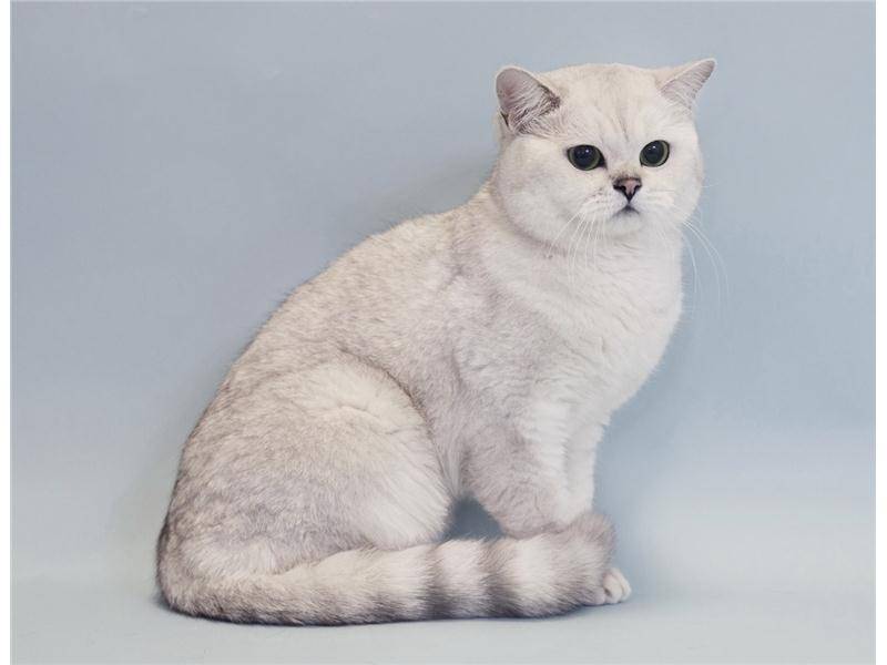 Кошка шотландская шиншилла (34 фото): вислоухие котята породы скоттиш-фолд золотого, серебристого и других окрасов. характер шиншилловых шотландцев