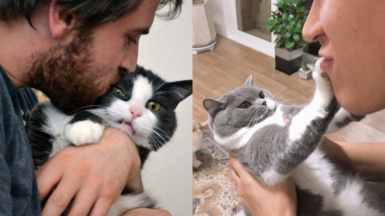 Как кошки показывают свою любовь хозяину - примеры поведения на которые стоит реагировать - досуг - животные на joinfo.com
