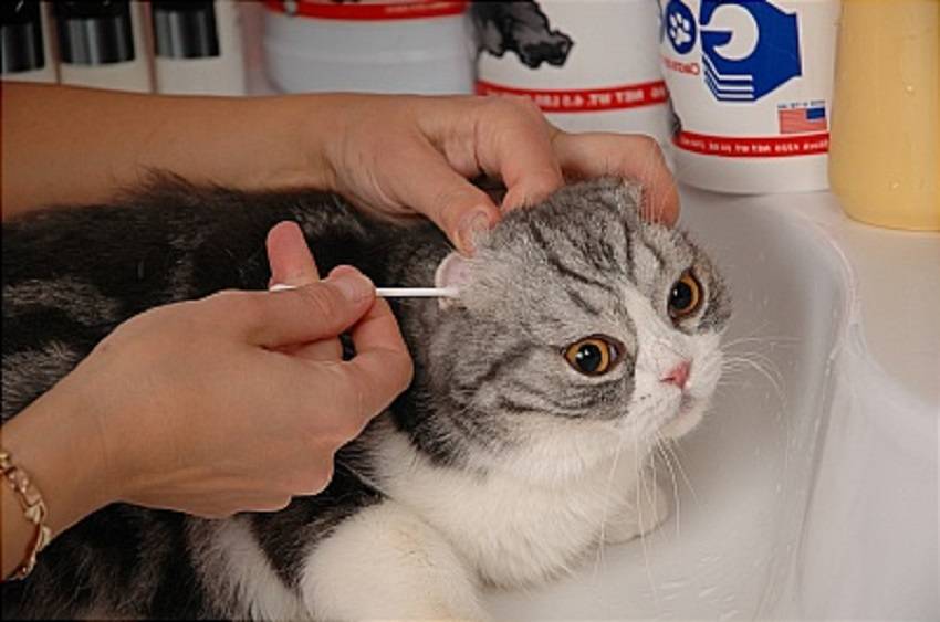 Как правильно чистить уши коту