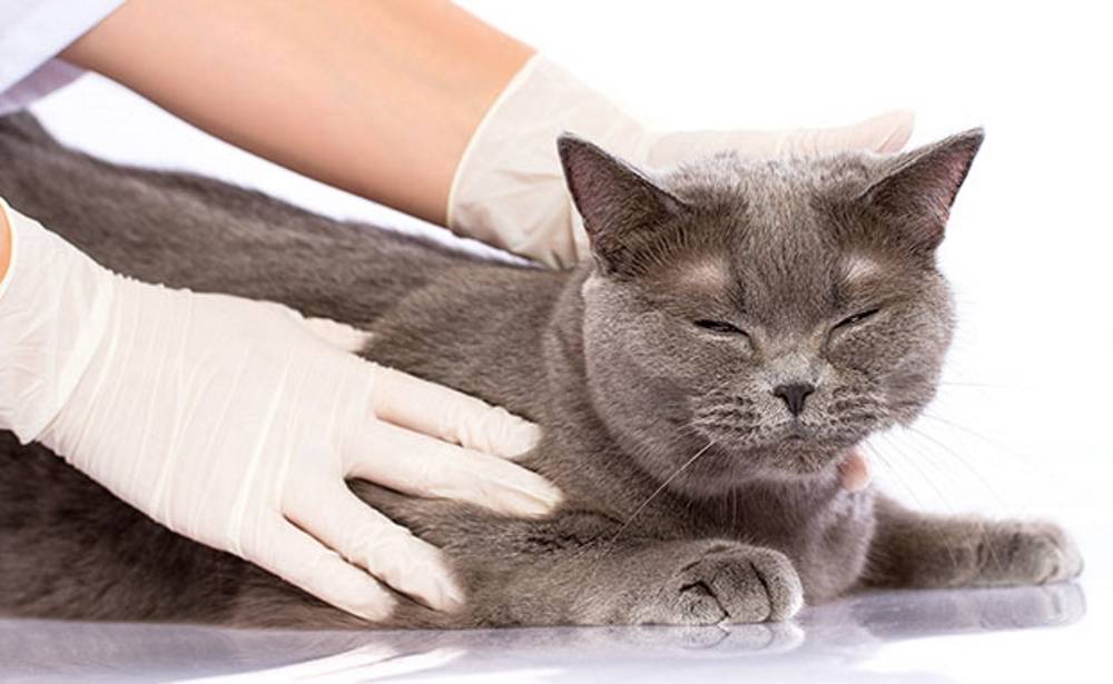 Артрит у кошек и котов: симптомы, лечение, причины