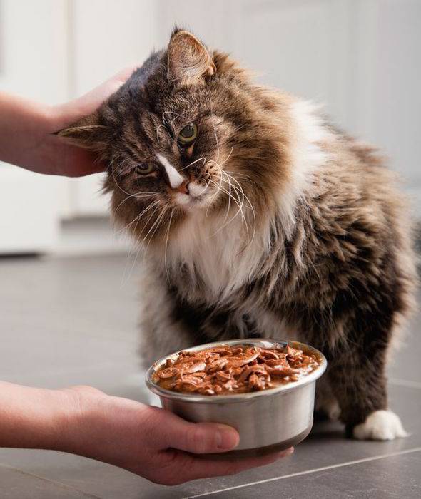 Старая кошка постоянно просит есть хотя ее кормили | my darling cats
