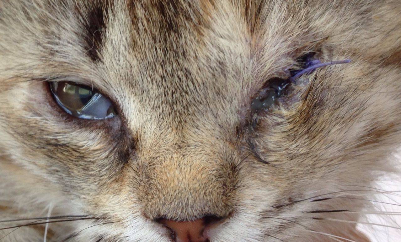 Заболевания глаз у кошек и собак: особенности и виды, признаки, диагностика и лечение |  апиценна
