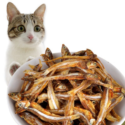 Можно ли кошкам рыбу: виды рыбы, какую можно и нельзя, как давать кошкам рыбу