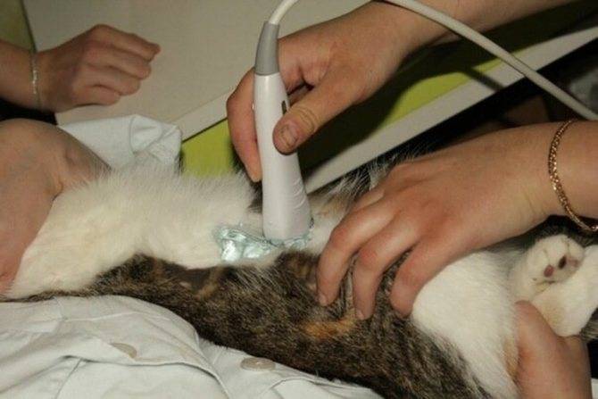 Симптомы и лечение простуды у кошек