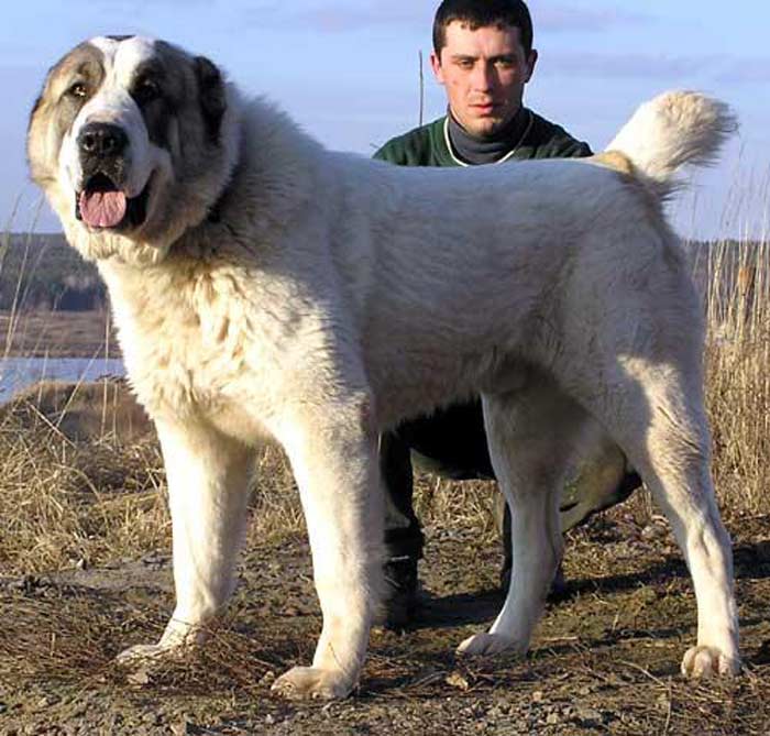 Волкодавы - породы собак: список с названием, фото и описанием, как они выглядят, врожденные навыки