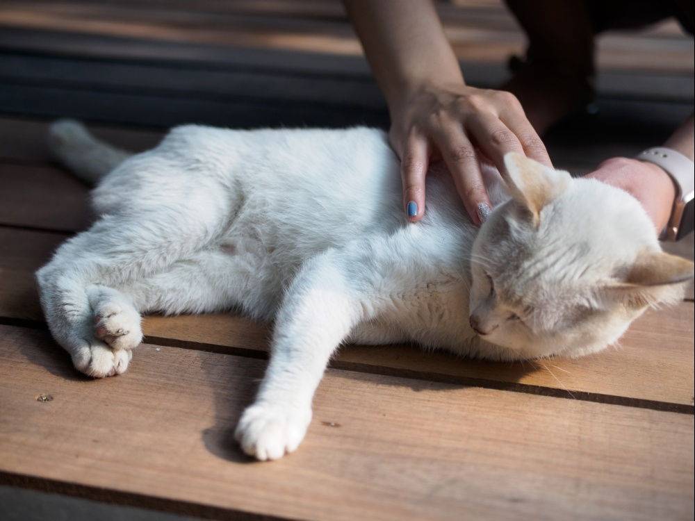 Строение и функции потовых желез у кошек: умеют ли коты потеть на самом деле